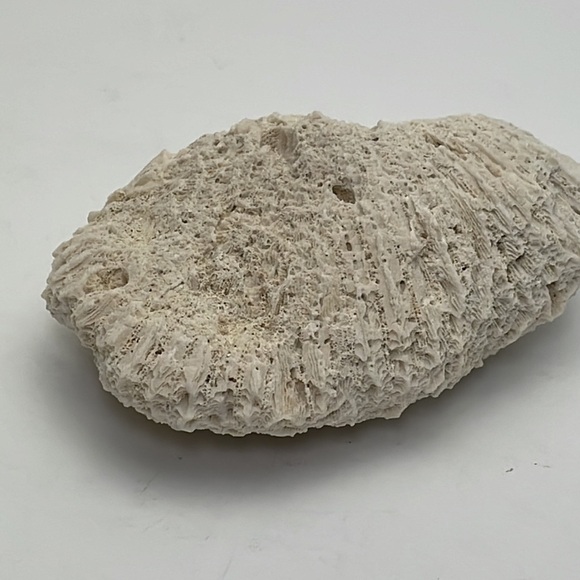 Fossil Rock Coral - Picture 4 of 10